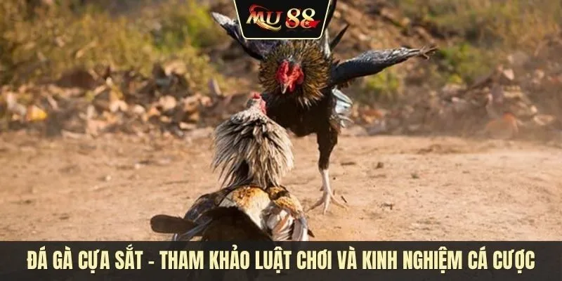 Đá gà cựa sắt - Tham khảo luật chơi và kinh nghiệm cá cược Đá gà cựa sắt - Tham khảo luật chơi và kinh nghiệm cá cược